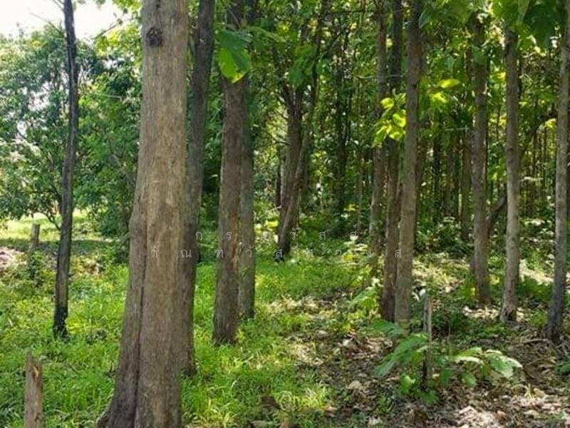 ขาย - ขาย ที่ดินเปล่า สวนไม้สัก สระโบสถ์ ลพบุรี, ลพบุรี