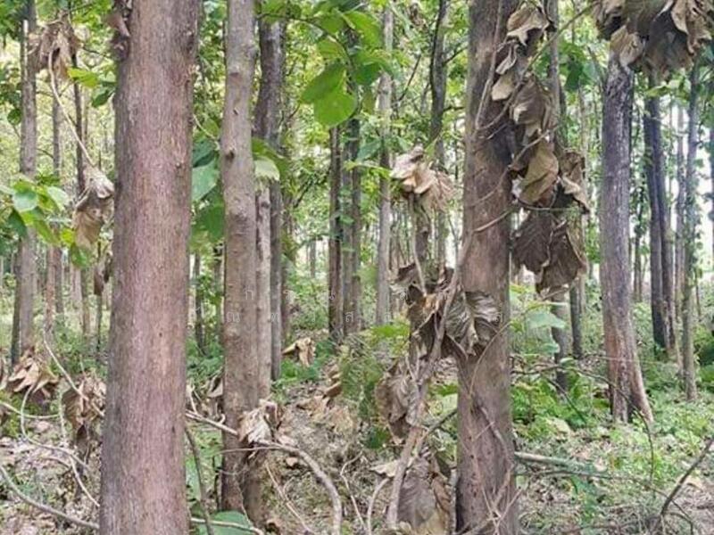 ขาย - ขาย ที่ดินเปล่า สวนไม้สัก สระโบสถ์ ลพบุรี, ลพบุรี