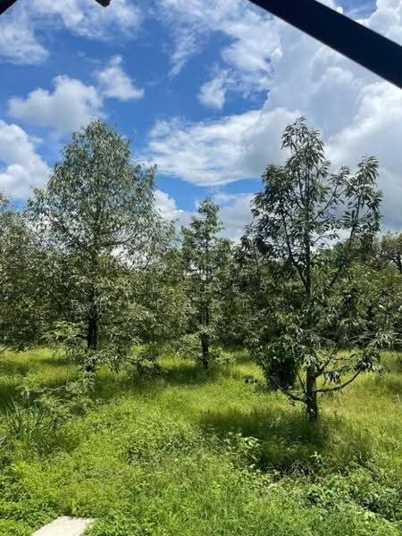 ที่ดินท่าใหม่ จันทบุรี, จันทบุรี, ทุ่งเบญจา, ท่าใหม่, จันทบุรี, 4,300 ตร.ม., ที่ดิน ขาย, โดย The Best Property อีฟ, 500121010 - DDproperty.com
