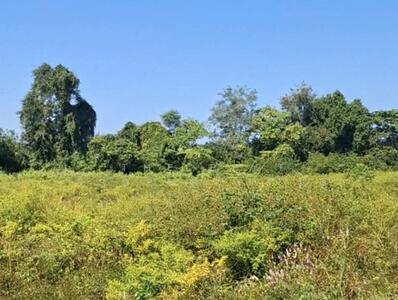 ขาย - ที่ดินพร้อมสิ่งปลูกสร้างป่าอ้อดอนชัย เชียงราย, เชียงราย