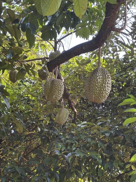 ขาย - ขายบ้านพร้อมสวนผลไม้ผสมแปลงเล็ก ให้ผลผลิตแล้ว, ระยอง