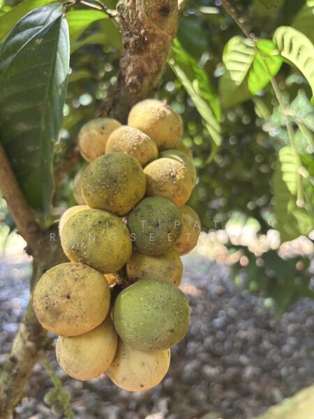 ขาย - ขายบ้านพร้อมสวนผลไม้ผสมแปลงเล็ก ให้ผลผลิตแล้ว, ระยอง