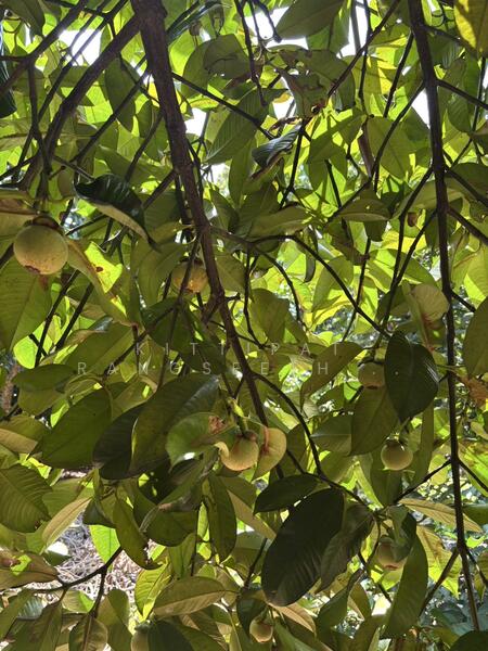 ขาย - ขายบ้านพร้อมสวนผลไม้ผสมแปลงเล็ก ให้ผลผลิตแล้ว, ระยอง