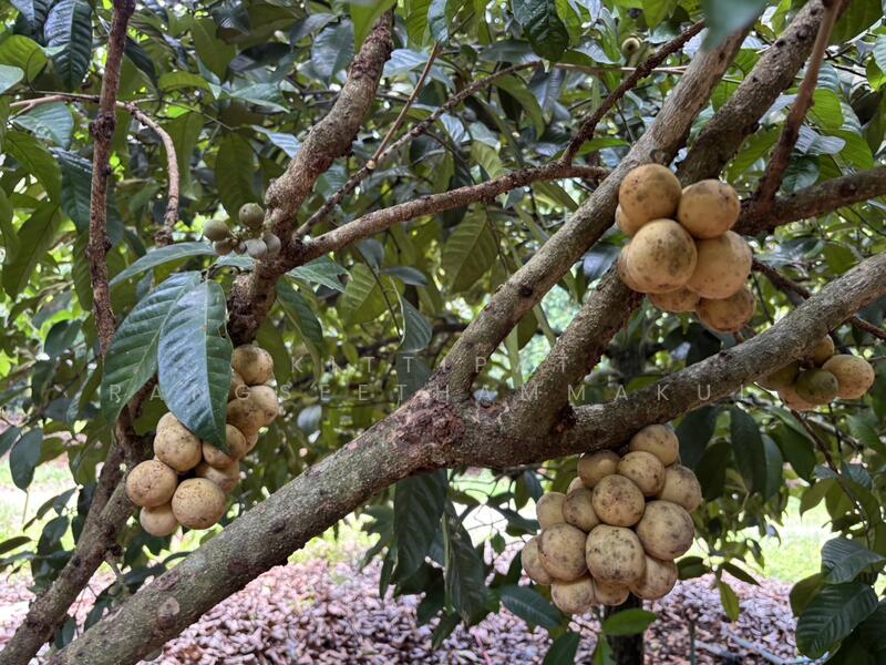 ขาย - ขายบ้านพร้อมสวนผลไม้ผสมแปลงเล็ก ให้ผลผลิตแล้ว, ระยอง