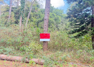 ขาย - ที่ดินแม่ริม เชียงใหม่, เชียงใหม่