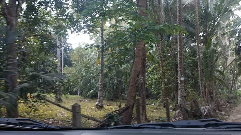 ขาย - ขายที่ดินสวนปาล์ม สวนผสม 14ไร่ อำเภอเมือง จ.ระนอง, ระนอง