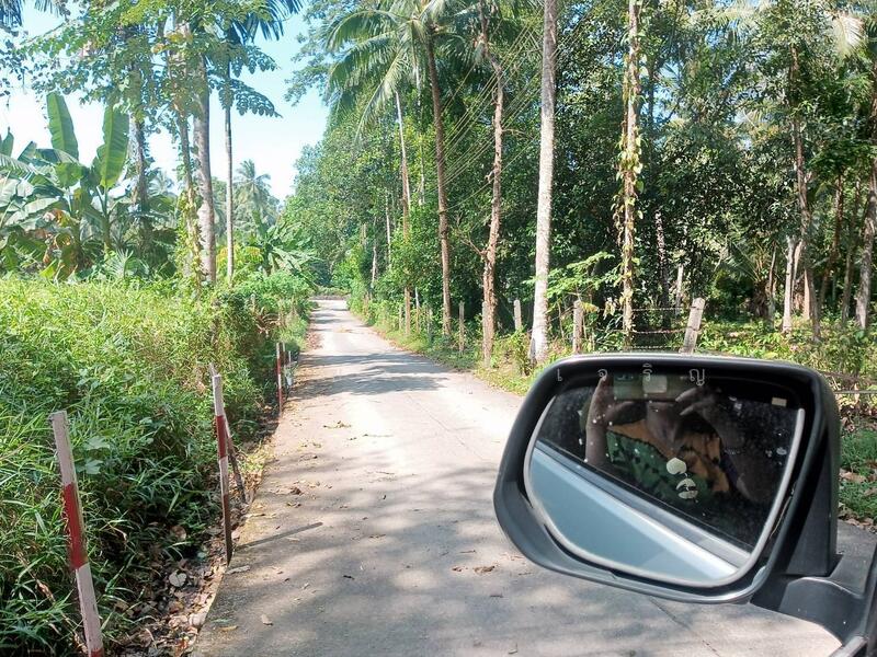 ขาย - ขายที่ดินสวนปาล์ม สวนผสม 14ไร่ อำเภอเมือง จ.ระนอง, ระนอง