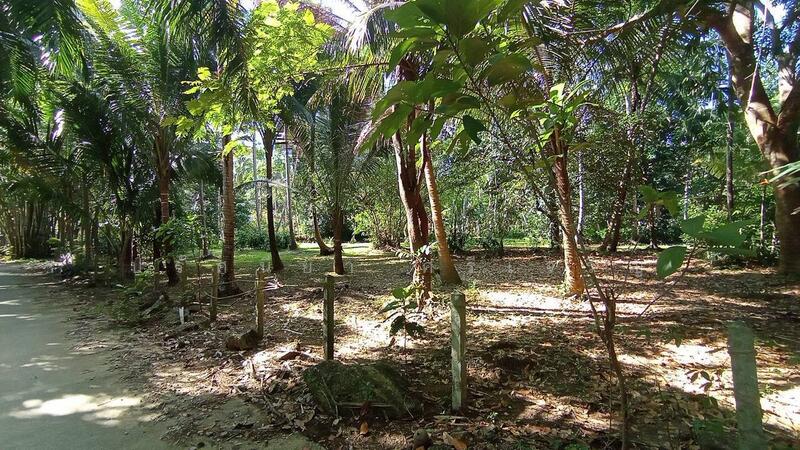 ขาย - ขายที่ดินสวนปาล์ม สวนผสม 14ไร่ อำเภอเมือง จ.ระนอง, ระนอง