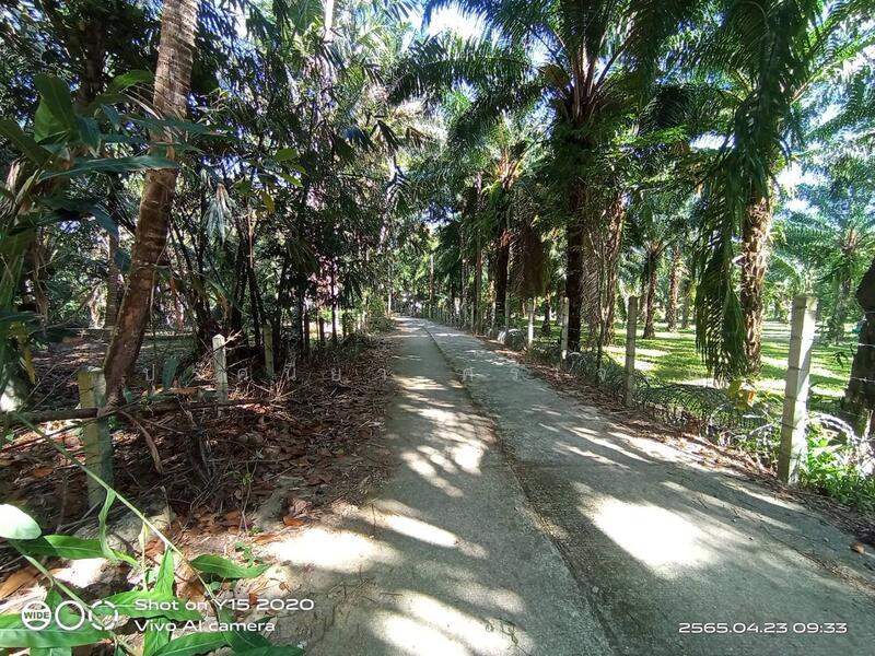 ขาย - ขายที่ดินสวนปาล์ม สวนผสม 14ไร่ อำเภอเมือง จ.ระนอง, ระนอง