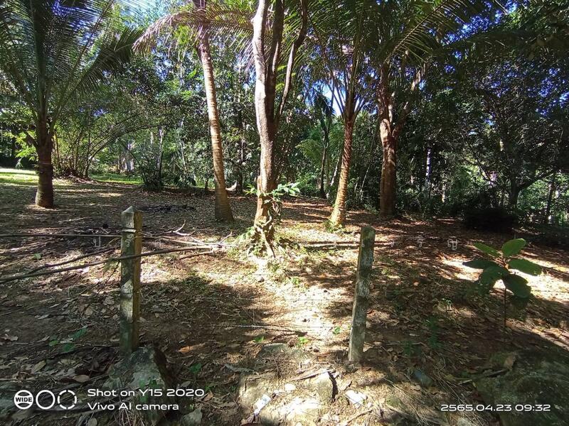 ขาย - ขายที่ดินสวนปาล์ม สวนผสม 14ไร่ อำเภอเมือง จ.ระนอง, ระนอง