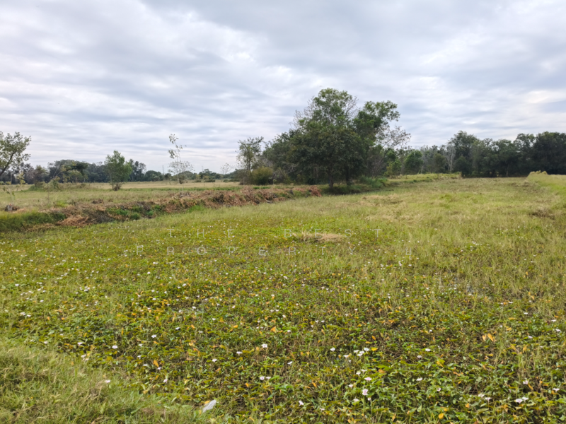 ที่ดินแกใหญ่ สุรินทร์, Surin, Kae Yai, Muang Surin, Surin, , 3,924 sqm, Land For Sale, by The Best Property ยุ, 500125546 - DDproperty.com