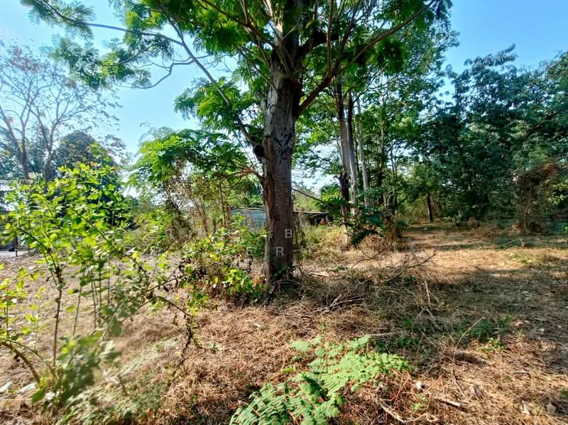 ที่ดินพงสวาย ราชบุรี, Ratchaburi, Pong Sawai, Muang Ratchaburi, Ratchaburi, , 8,244 sqm, Land For Sale, by The Best Property โอ๋, 500129693 - DDproperty.com