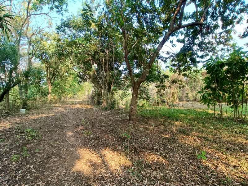ที่ดินพงสวาย ราชบุรี, Ratchaburi, Pong Sawai, Muang Ratchaburi, Ratchaburi, , 8,244 sqm, Land For Sale, by The Best Property โอ๋, 500129693 - DDproperty.com