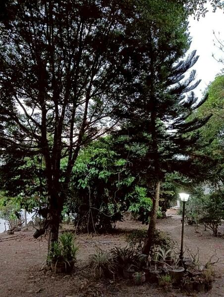 For Sale - land for sell, Loei