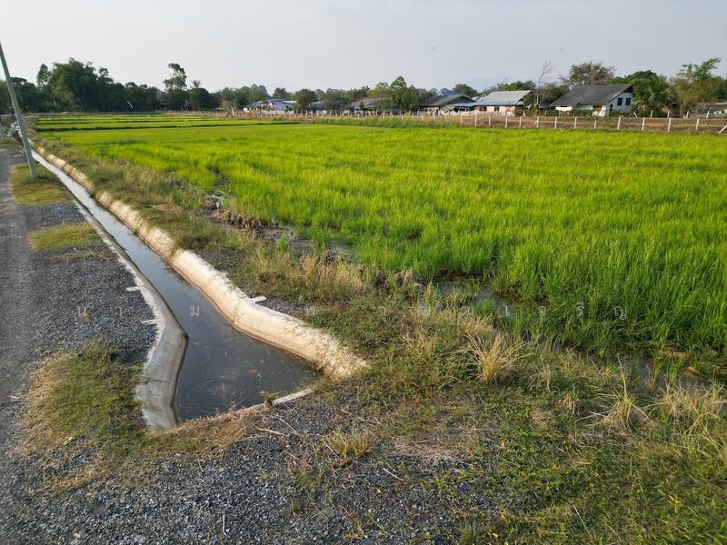ขาย - ขายที่ดิน ทางขึ้นเขาใหญ่ วิวภูเขา คูน้ำไหลผ่าน ในแหล่งชุมชน, นครนายก