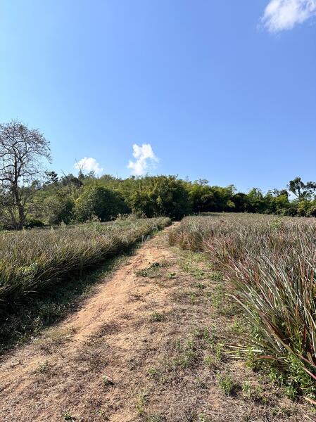 ขาย - แม่จัน, เชียงราย