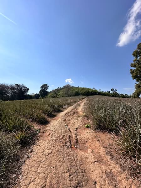 แม่จัน, Chiang Rai, แม่จัน - เชียงแสน, Tha Kao Pluak, Mae Chan, Chiang Rai, , 26,388 sqm, Land For Sale, by Tanapat Yamsai, 500132314 - DDproperty.com