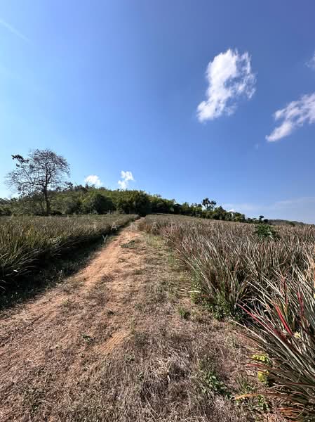 แม่จัน, Chiang Rai, แม่จัน - เชียงแสน, Tha Kao Pluak, Mae Chan, Chiang Rai, , 26,388 sqm, Land For Sale, by Tanapat Yamsai, 500132314 - DDproperty.com