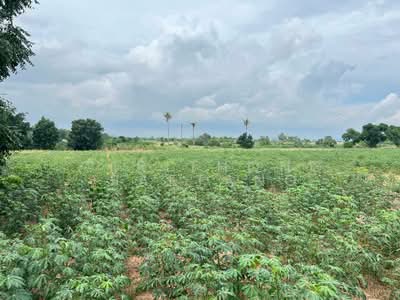 ขาย - ขายที่ดินศรีราชา 28 ไร่ (แบ่งขายได้) และขยายเพิ่มได้อีก 11ไร่ พื้นที่สีส้มจุด ตำบลบึง ศรีราชา ชลบุรี, ชลบุรี