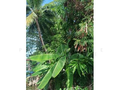 ขาย - บ้าน 3-ห้องนอน, กรุงเทพ