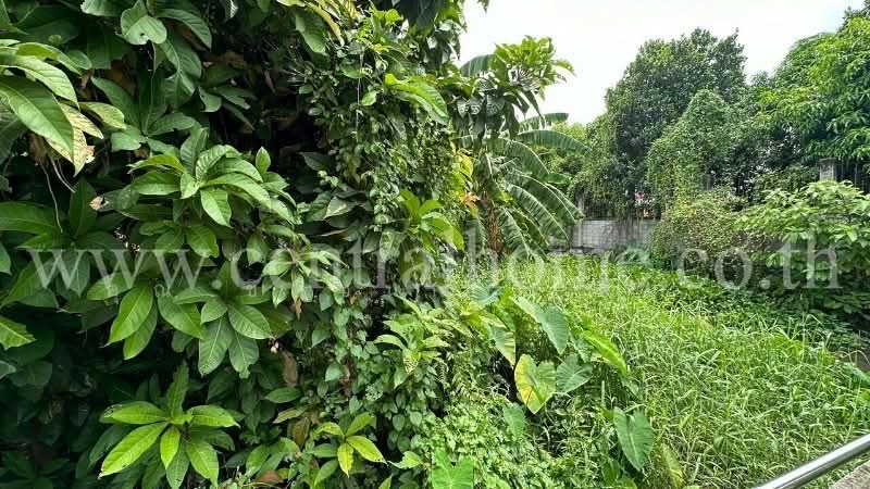 ที่ดิน 80.6 ตารางวา ซอย จรัญสนิทวงศ์ 3 (ซอยสมชาย) ที่ริมคลอง เข้าได้เฉพาะมอเตอร์ไซด์, Nonthaburi, ถนนเลียบริมคลองประปา, Ban Mai, Pak Kret, Nonthaburi, , 1,600 sqm, Land For Sale, by คุณ ชิดชนก ( ฝัน ), 500135712 - DDproperty.com