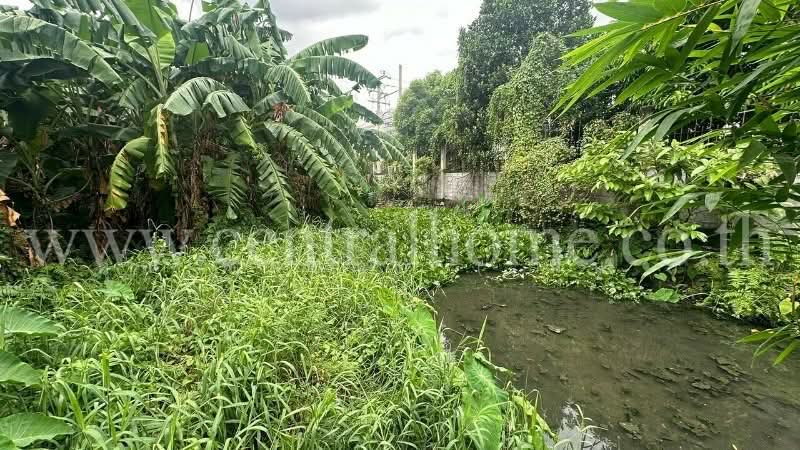 ที่ดิน 80.6 ตารางวา ซอย จรัญสนิทวงศ์ 3 (ซอยสมชาย) ที่ริมคลอง เข้าได้เฉพาะมอเตอร์ไซด์, นนทบุรี, ถนนเลียบริมคลองประปา, บ้านใหม่, ปากเกร็ด, นนทบุรี, 1,600 ตร.ม., ที่ดิน ขาย, โดย คุณ ชิดชนก ( ฝัน ), 500135712 - DDproperty.com