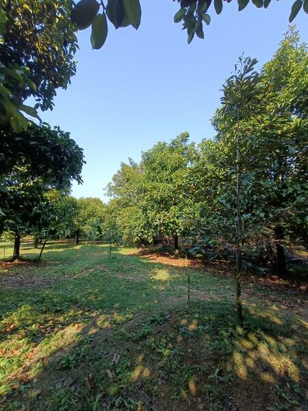 ที่ดินพลับพลา จันทบุรี, จันทบุรี, พลับพลา, เมืองจันทบุรี, จันทบุรี, 2,884 ตร.ม., ที่ดิน ขาย, โดย The Best Property ใหม่, 500140106 - DDproperty.com