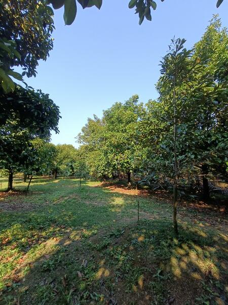 ที่ดินพลับพลา จันทบุรี, Chanthaburi, Phlapphla, Muang Chanthaburi, Chanthaburi, , 2,884 sqm, Land For Sale, by The Best Property ใหม่, 500140106 - DDproperty.com