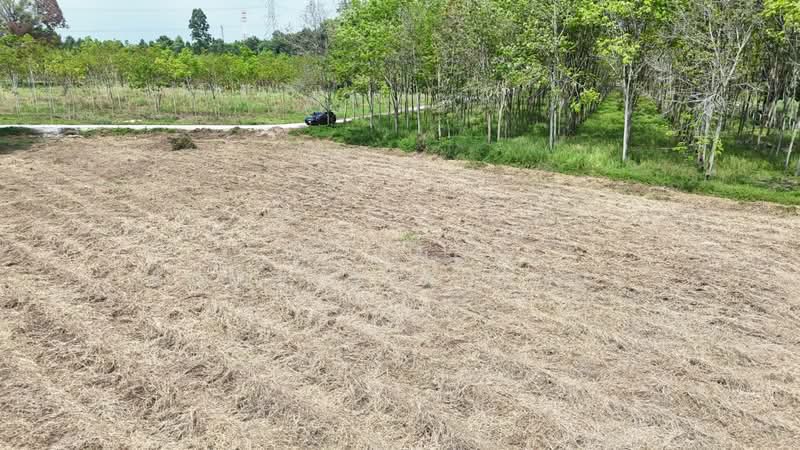 ขายที่ดินระยอง ติดคลองกระเฉท 4-2-50 ไร่ ทำเลทอง ผังสีส้ม ใกล้นิคมอุตสาหกรรมมาบข่า ราคาดีที่สุด, Rayong, Mapkha, Nikhom Pattana, Rayong, , 7,400 sqm, Land For Sale, by Jutanon Komoottanaruk, 500140515 - DDproperty.com