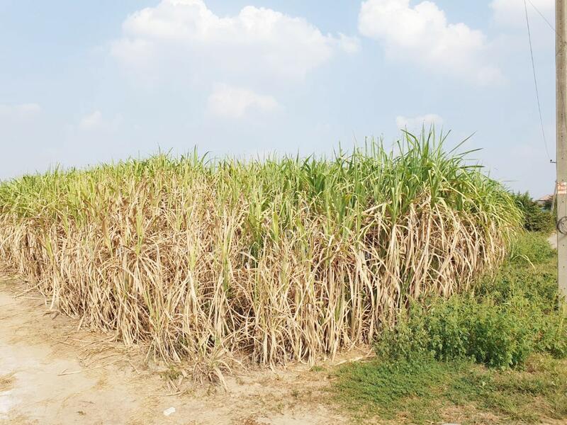 ขาย - ที่ดินวังด้ง กาญจนบุรี, กาญจนบุรี