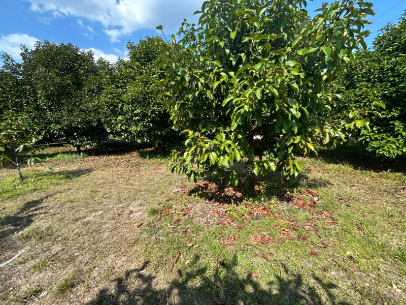 ที่ดินนายายอาม จันทบุรี, Chanthaburi, Wang Mai, Na Yai Am, Chanthaburi, , 800 sqm, Land For Sale, by The Best Property เอ, 500142097 - DDproperty.com