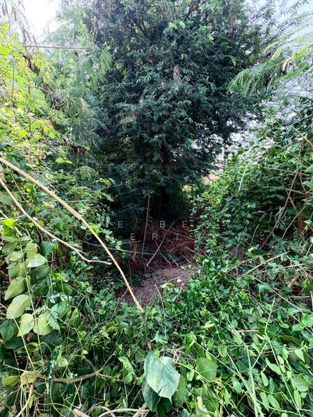 ที่ดินบางขุนเทียน กรุงเทพมหานคร, Bangkok, Samae Dam, Bang Khun Thian, Bangkok, , 272 sqm, Land For Sale, by The Best Property ยะ, 500142414 - DDproperty.com