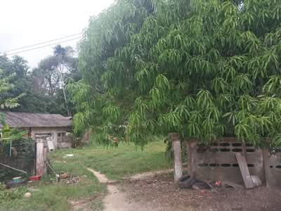 ขาย - นอกโครงการนราธิวาส, นราธิวาส