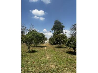 ขาย - ที่ดินสวนผลไม้ 7.5 ไร่ ริมคลองมวกเหล็กใน, สระบุรี