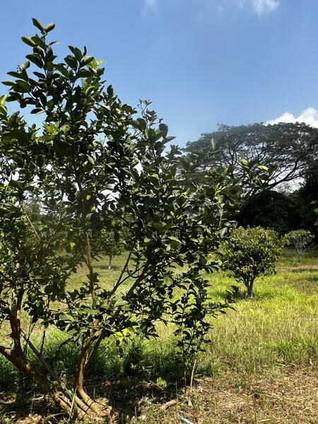 ขาย - ที่ดินสวนผลไม้ 7.5 ไร่ ริมคลองมวกเหล็กใน, สระบุรี