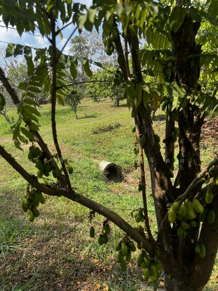 For Sale - Land 7.5 Rai with fruit trees with Muak Lek Canel, Saraburi