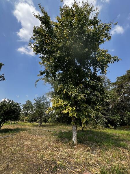 For Sale - Land 7.5 Rai with fruit trees with Muak Lek Canel, Saraburi