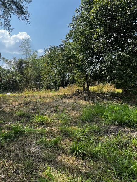 For Sale - Land 7.5 Rai with fruit trees with Muak Lek Canel, Saraburi