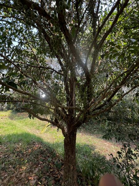 For Sale - Land 7.5 Rai with fruit trees with Muak Lek Canel, Saraburi