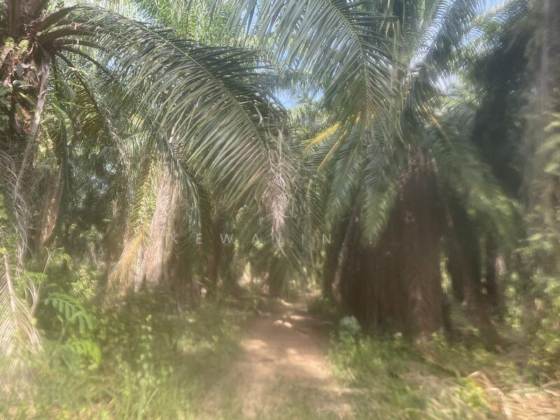 ขาย - สวนปาล์ม อยู่ประจวบคีรีขันธ์ 21 ไร่, ประจวบคีรีขันธ์