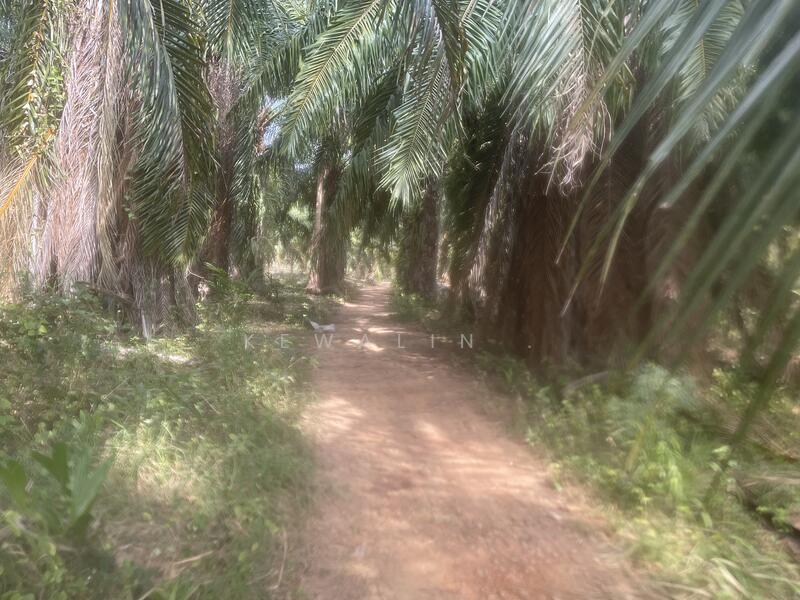 ขาย - สวนปาล์ม อยู่ประจวบคีรีขันธ์ 21 ไร่, ประจวบคีรีขันธ์
