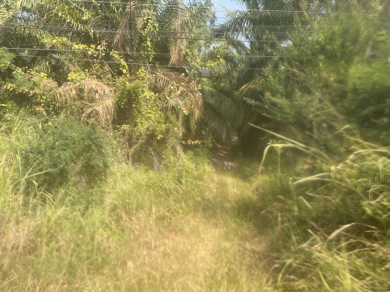 ขาย - สวนปาล์ม อยู่ประจวบคีรีขันธ์ 21 ไร่, ประจวบคีรีขันธ์