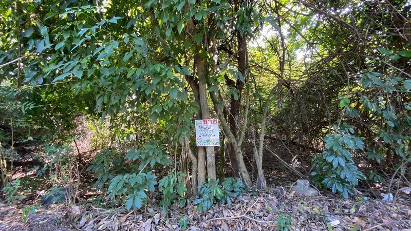 ที่ดินเปล่า 200 ตร.ว ซอยเอราวัณ 4 คลองสอง, Pathum Thani, เอราวัณ 1, Khlong Song, Khlong Luang, Pathum Thani, , 800 sqm, Land For Sale, by คุณ เกวลี ( ออย ), 500143764 - DDproperty.com