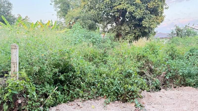 ที่ดินสันทราย เชียงใหม่, Chiang Mai, Pa Phai, San Sai, Chiang Mai, , 1,600 sqm, Land For Sale, by The Best Property บอย, 500143791 - DDproperty.com
