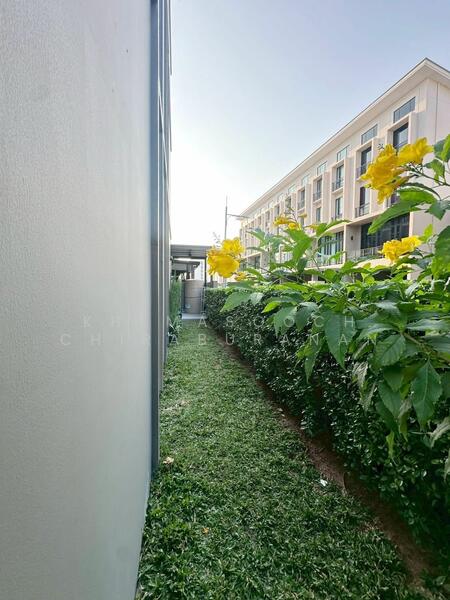 Patio Ratchayothin, Bangkok, Phahonyothin 32, Chan Kasem, Chatuchak, Bangkok, 3 Bedrooms, 267 sqm, Townhouse For Rent, by Khemasooch Chiraburanan, 500145669 - DDproperty.com