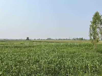 ขาย - ที่ดินผืนใหญ่ 675 ไร่ ติดถนนใหญ่ อ.เชียงคำ จ.พะเยา, พะเยา
