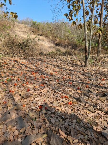 ที่ดินเทิง เชียงราย, Chiang Rai, Ngiu, Thoeng, Chiang Rai, , 12,764 sqm, Land For Sale, by The Best Property ไนล์, 500147868 - DDproperty.com