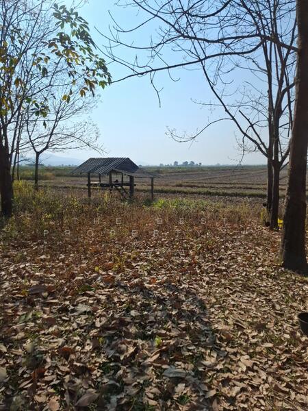 ที่ดินเทิง เชียงราย, Chiang Rai, Ngiu, Thoeng, Chiang Rai, , 12,764 sqm, Land For Sale, by The Best Property ไนล์, 500147868 - DDproperty.com