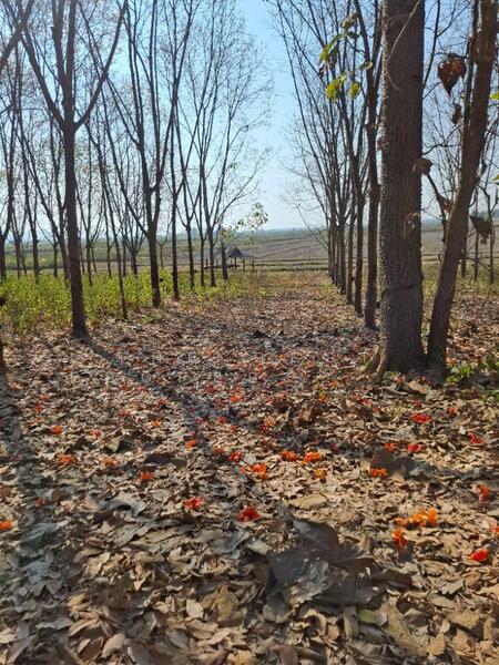 ที่ดินเทิง เชียงราย, Chiang Rai, Ngiu, Thoeng, Chiang Rai, , 12,764 sqm, Land For Sale, by The Best Property ไนล์, 500147868 - DDproperty.com