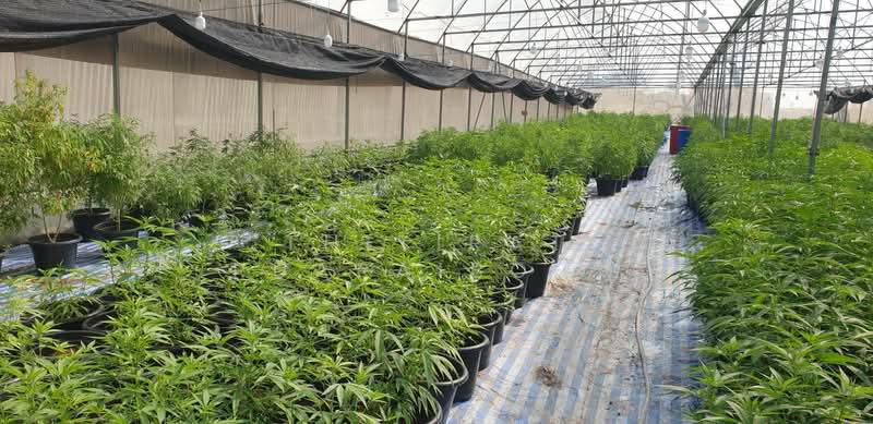 ขาย - ขายกิจการ ฟาร์มกัญชาครบวงจร พร้อมใบอนุญาต จ.สระบุรี, สระบุรี